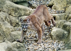 Puma, Spojrzenie, Skały