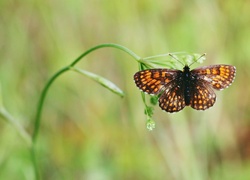 Motyl, Roślina