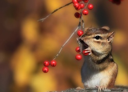 Chipmunk, Wiewiórka, Ziemna, Drzewo, Jarzębiny