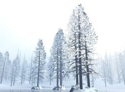 Boże Narodzenie, Zima, Drzewo