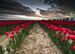 Tulipany, Pole, Niebo, Chmury