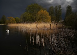 Jezioro, Szuwary, Noc, Łabędz