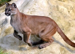 Puma, Skok