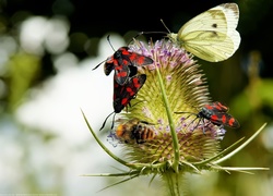 Oset, Owady, Motyl, Pszczoła