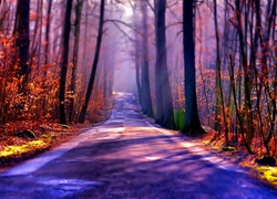 Las, Droga, Jesień, Mgła