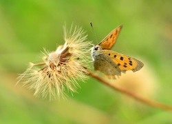 Motyl, Mniszek Pospolity