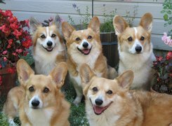 Psy, Pasterskie, Welsh Corgi Pembroke, Ogród