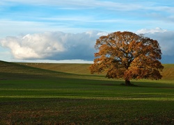 Drzewo, Pola, Łąki, Zwierzęta, Jesień