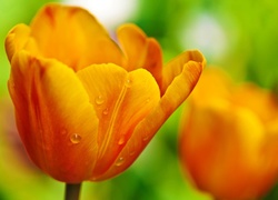 Żółty, Tulipan, Krople, Rosy