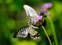 Motyl, Roślina, Makro