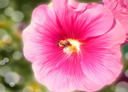 Różowa, Malwa, Pszczoła