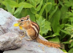 Chipmunk, Wiewiórka, Ziemna, Skała