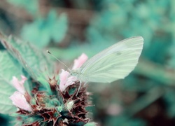 Zielony, Motyl, Roślina