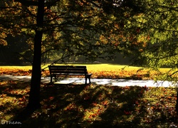 Park, Drzewa, Ławka, Poranek, Jesień