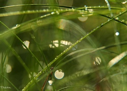 Trawa, Krople, Makro, Bokeh