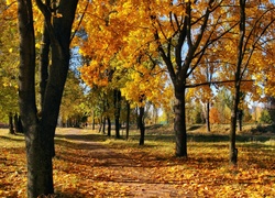 Jesień, Park, Drzewa, Liście
