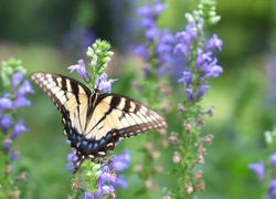 Motyl, Fioletowe, Kwiaty
