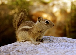 Chipmunk, Wiewiórka, Ziemna, Skała, Las