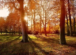 Park, Jesień, Promienie, Słońca