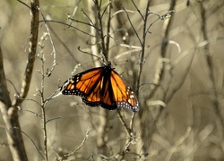 Kolorowy, Motyl, Jesień