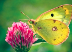 Motyl, Kwiat, Skrzydła