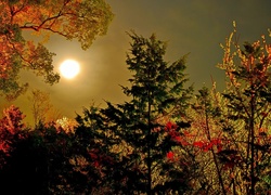 Noc, Księżyc, Drzewa, Jesień