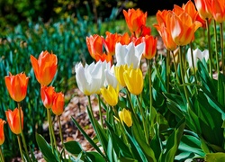 Kolorowe, Tulipany