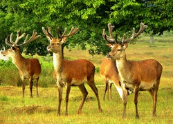 Jelenie, Polana, Drzewa
