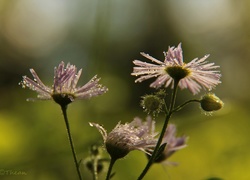 Fioletowe, Kwiaty, Krople, Deszczu