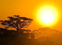Safari, Słońce, Drzewo