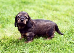 Słodki, Szczeniak, Trawa Field spaniel