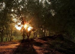 Park, Promienie, Słońca