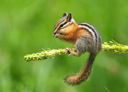 Chipmunk