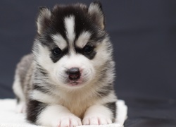 Siberian Husky, Szczeniak