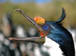 Kormoran, Głowa, Dziób