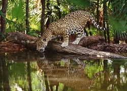 Jaguar, Kłoda, Woda