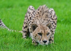 Gepard, Trawa