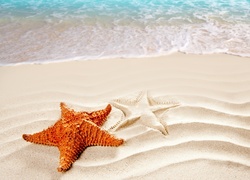 Plaża, Morze, Rozgwiazdy