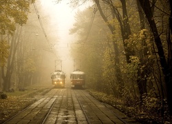 Tramwaje, Szyny, Drzewa, Mgła