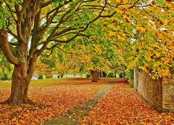 Park, Drzewa, Liście, Jesień