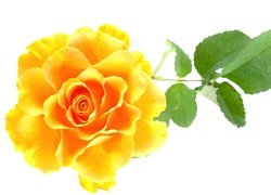 Róża, Żółta, Liście, Kwiat