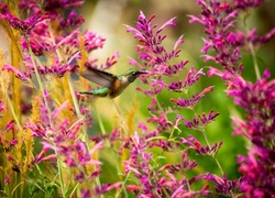 Koliber, Różowe, Kwiaty