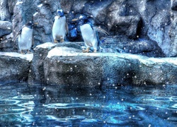 Trzy, Pingwiny, Skały