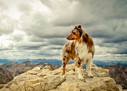 Skała,  Owczarek australijski-australian shepherd