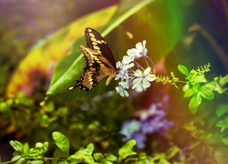 Motyl, Białe, Kwiatki