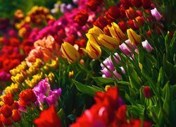Kolorowe, Tulipany