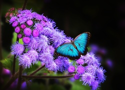 Piękny, Motyl, Fioletowe, Kwiaty