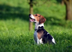 Beagle, Obroża, Trawa