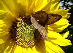 Słonecznik, Brązowy, Motyl