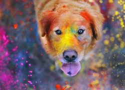Pies, Kolorowe, Farba